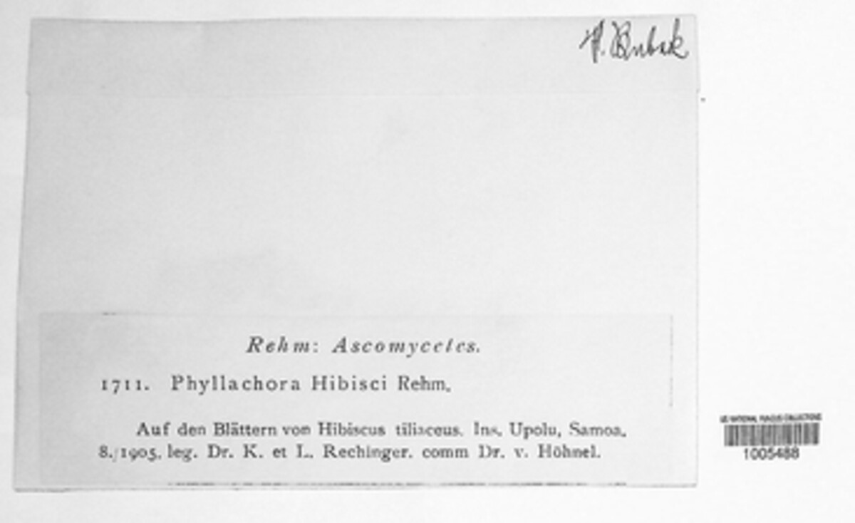 Phyllachora hibisci image